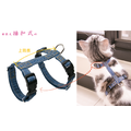 【幼幼貓-H型胸背帶】專為幼幼貓量身訂製