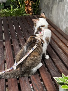 【H型胸背帶-插扣式】成貓到巨貓都可訂製