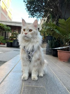 【背心式-胸背衣】幼貓到巨貓都可訂製