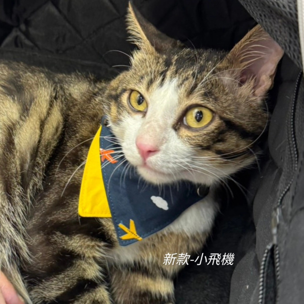 【雙色領巾】小飛機