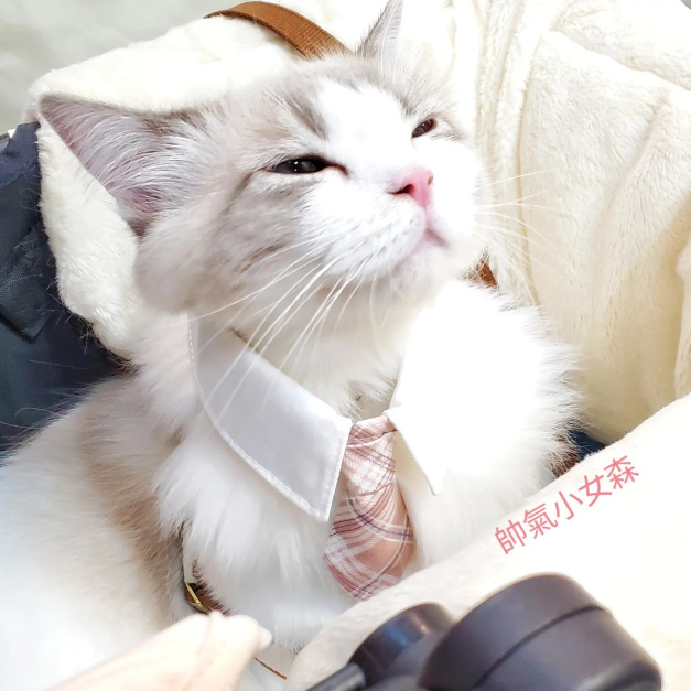 【襯衫領帶】粉紅格