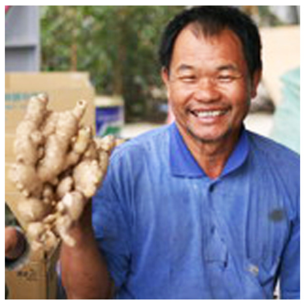 生薑10斤裝(來電預購接單)