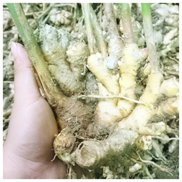 竹薑10斤裝(來電預購接單)