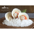 扇貝 Scallop / Fan Shell