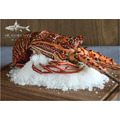熟凍龍蝦 Cooked Lobster