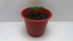 小豆苗盆栽造型甜點