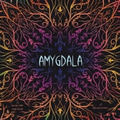 杏仁核 AMYGDALA