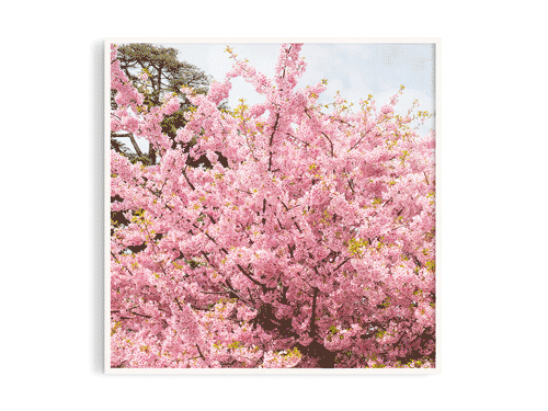櫻花4
