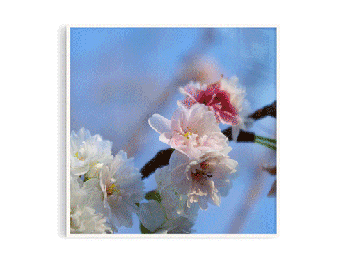 櫻花5