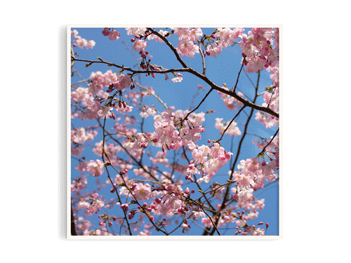 櫻花8