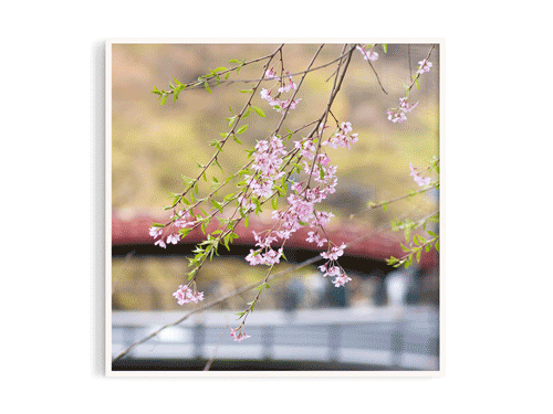 櫻花14
