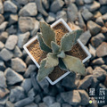 【觀葉多肉】仙福兔-三吋_5