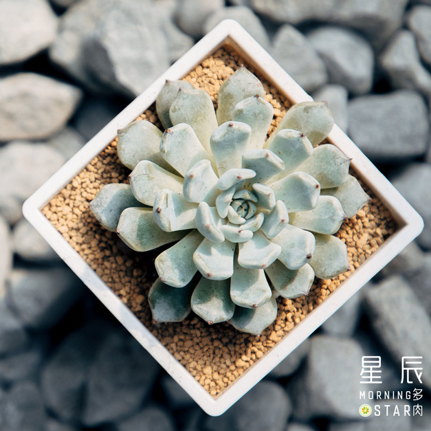 【觀葉多肉】黑爪野玫瑰之精-三吋