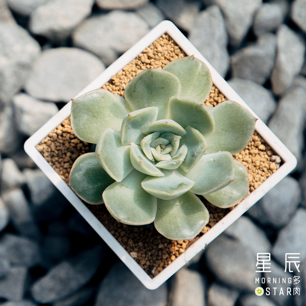 【觀葉多肉】織錦-三吋