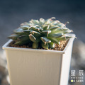 【觀葉多肉】銀星-三吋_2