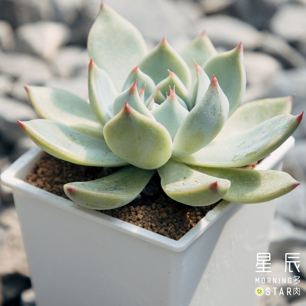 觀葉多肉 桃太郎 三吋 星辰多肉morningstar 園藝農場