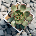 【觀葉多肉】寶麗安娜-三吋_2