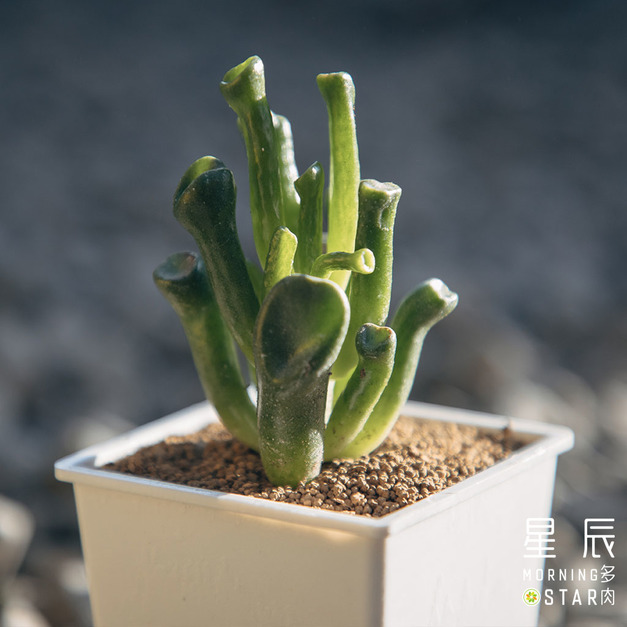 【觀葉多肉】史瑞克-三吋