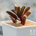 【觀葉多肉】紅背椒草-三吋