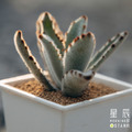 【觀葉多肉】星兔耳-三吋_3