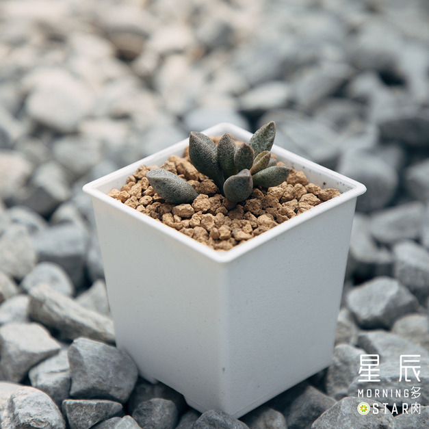 【觀葉多肉】咖啡豆天章-三吋