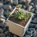 【觀葉多肉】村上-三吋_1