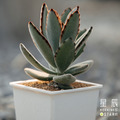 【觀葉多肉】玫瑰黑兔-三吋_1