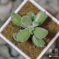 【觀葉多肉】子貓之爪-三吋_1