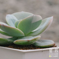 【觀葉多肉】白鳳-三吋_2