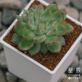 【觀葉多肉】女雛-三吋_2