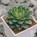 【觀葉多肉】大合戀-三吋_2