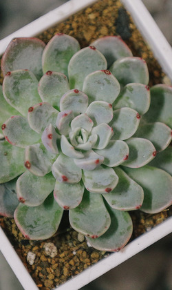 【觀葉多肉】娜娜小勾-三吋