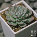 【觀葉多肉】娜娜小勾-三吋_2