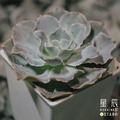【觀葉多肉】晨曦-三吋_1