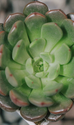 【觀葉多肉】紅寶石-三吋