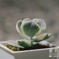 【觀葉多肉】旭波之光-三吋_2
