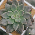 【觀葉多肉】印地卡-三吋