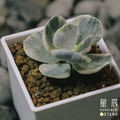 【觀葉多肉】旭波之光-三吋