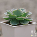 【觀葉多肉】七福神-三吋_1