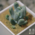 【觀葉多肉】小妞妞-三吋_1