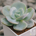 【觀葉多肉】白鳳-三吋
