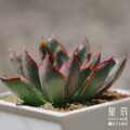 【觀葉多肉】米娜斯-三吋_4