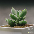 【觀葉多肉】子貓之爪-三吋_2