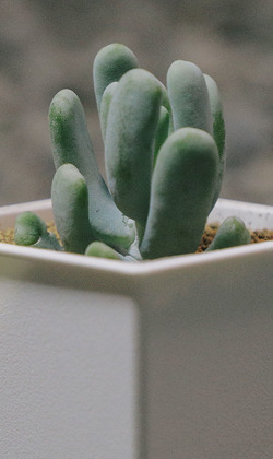 【觀葉多肉】小妞妞-三吋