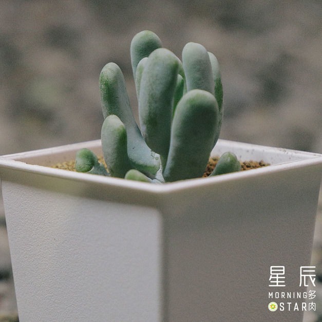 【觀葉多肉】小妞妞-三吋