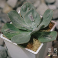 【觀葉多肉】狂野男爵-三吋