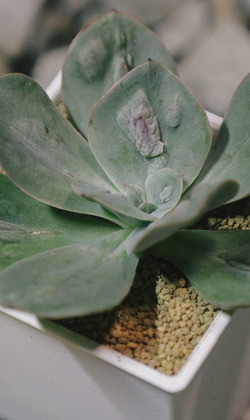 【觀葉多肉】狂野男爵-三吋