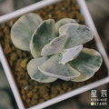 【觀葉多肉】旭波之光-三吋_1