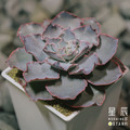 【觀葉多肉】星辰-三吋_2
