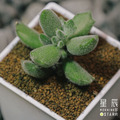 【觀葉多肉】子貓之爪-三吋